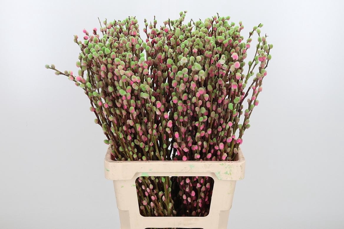 <h4>Salix Katjes Kl Bh Bubblicious</h4>