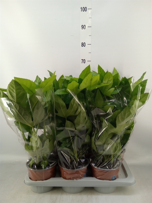 <h4>Fatsia japonica   ...</h4>