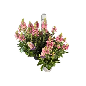 DIGI PURPUREA