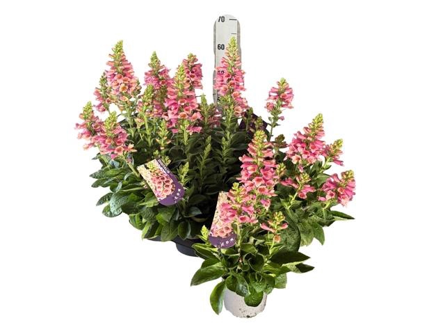 <h4>DIGI PURPUREA</h4>