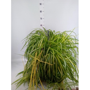 Chlorophytum com.