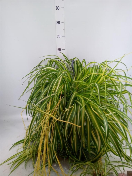 <h4>Chlorophytum com.</h4>