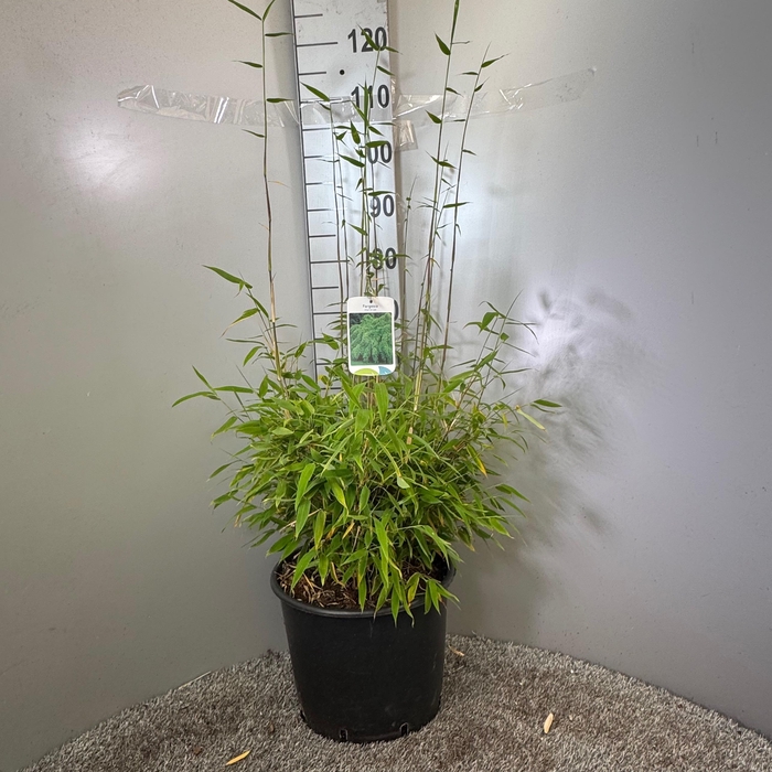 <h4>Fargesia murielae ‘Winterblack’ 15L</h4>