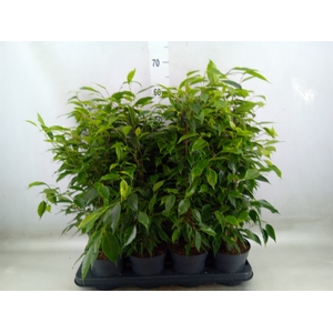 Ficus benja. 'Anastasia'