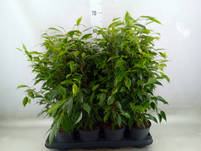 <h4>Ficus benja. 'Anastasia'</h4>