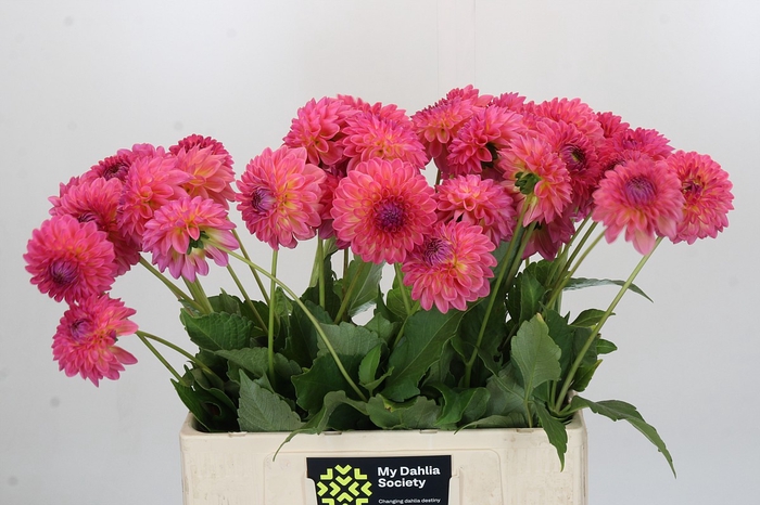 Dahlia Barbados