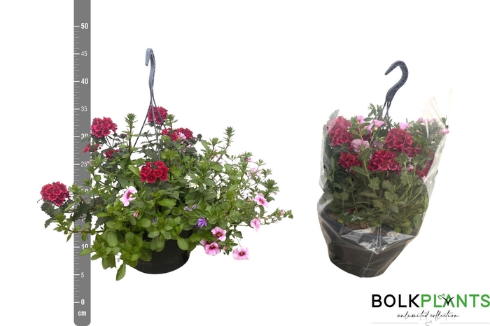 <h4>PERKPL GEM IN POT</h4>