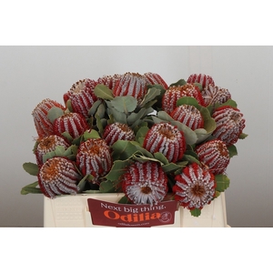 BANKSIA COCCINEA