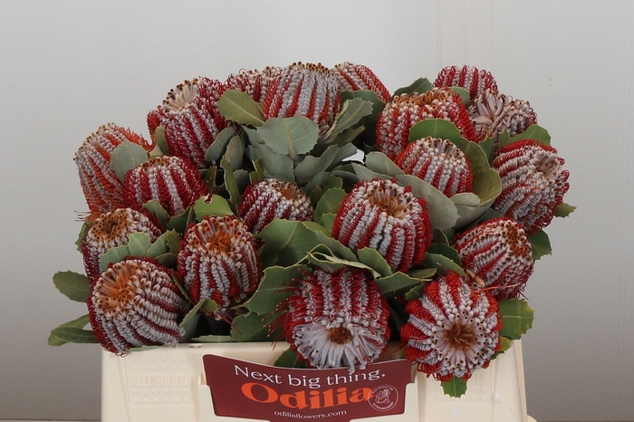 <h4>BANKSIA COCCINEA</h4>