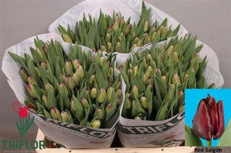 <h4>Tu En Red Saigon</h4>