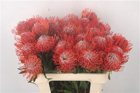<h4>Leuco Co Tango</h4>