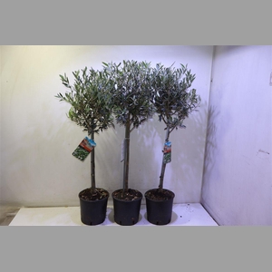 Olea Europaea