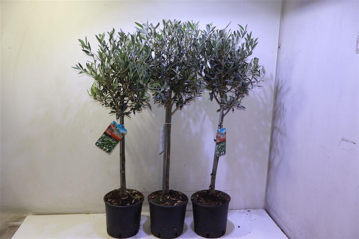 <h4>Olea Europaea</h4>