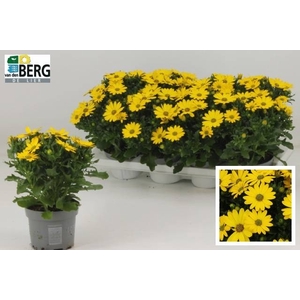 OSTEO FP YELLOW