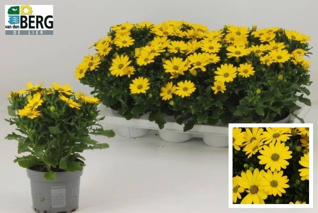 <h4>OSTEO FP YELLOW</h4>