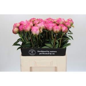Paeonia Glory Hallelujah