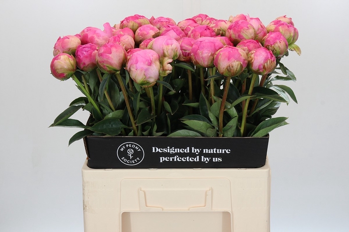 <h4>Paeonia Glory Hallelujah</h4>