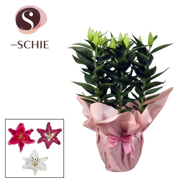 <h4>Oriental Mix p19 Rondella PINK</h4>