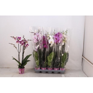 PHAL GEM 5 KL