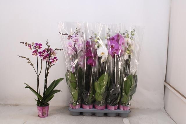 <h4>PHAL GEM 5 KL</h4>