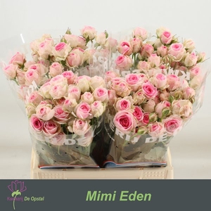 R Tr Mimi Eden Opstal