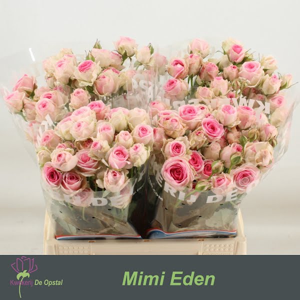 <h4>R Tr Mimi Eden Opstal</h4>