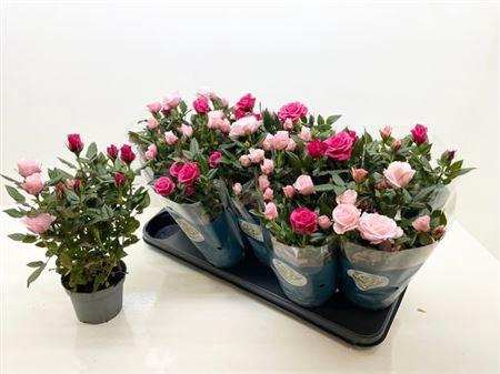 <h4>Ro Champagne Star</h4>