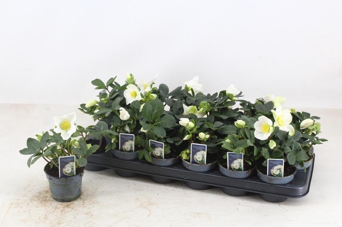 <h4>HELL NI CHR CAROL</h4>