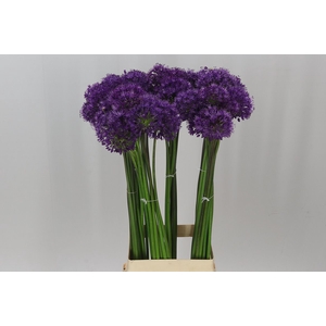 Allium Purple Sensation
