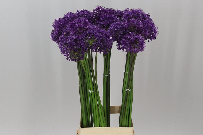 <h4>Allium Purple Sensation</h4>