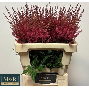 ASTIL AR ELSE SCHLUC