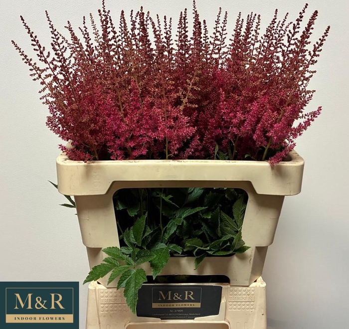 <h4>ASTIL AR ELSE SCHLUC</h4>