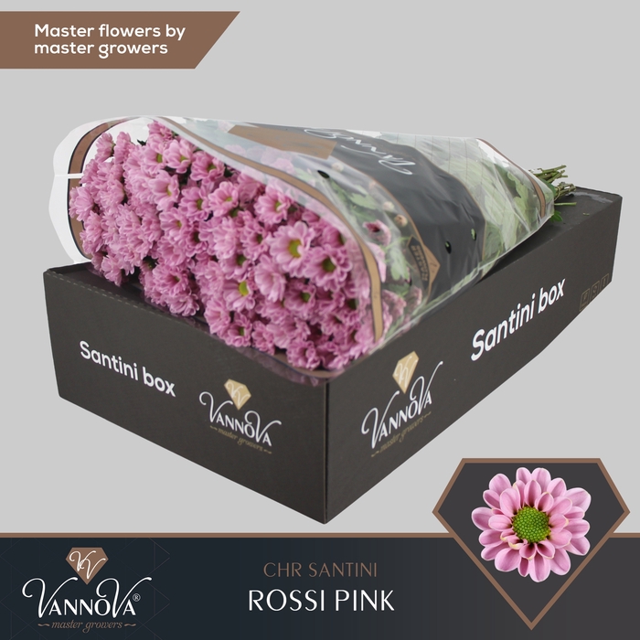 <h4>Chrysanten Chr S Rossi Pink</h4>