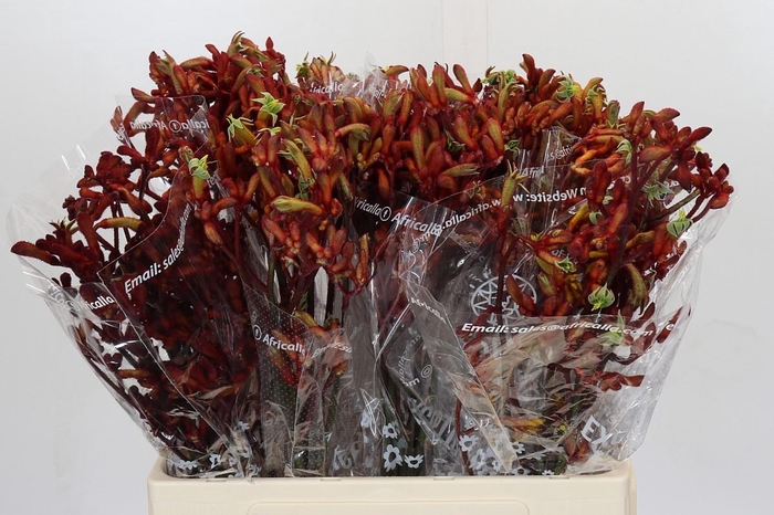 <h4>Kangaroo Paw Early Spring Indoor</h4>