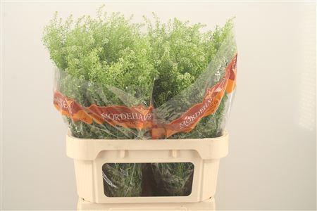 <h4>Lepidium Green Bell</h4>