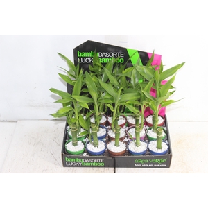 DRACENA LUCKY BAMBOO P06