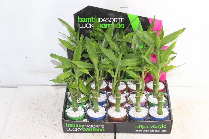 <h4>DRACENA LUCKY BAMBOO P06</h4>
