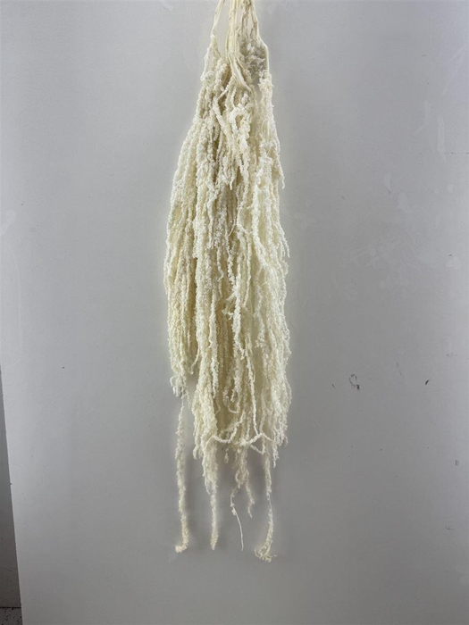 <h4>Pres Amaranthus Caud Bleached Bunch</h4>