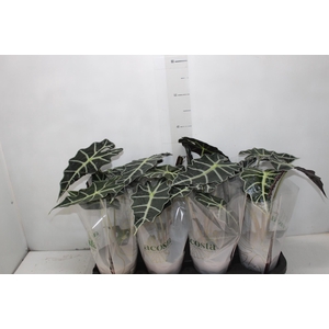 ALOCASIA POLLY P12