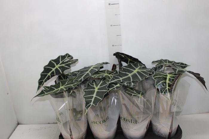 <h4>ALOCASIA POLLY P12</h4>