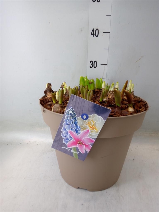 <h4>Bolbloemen   ...mix</h4>