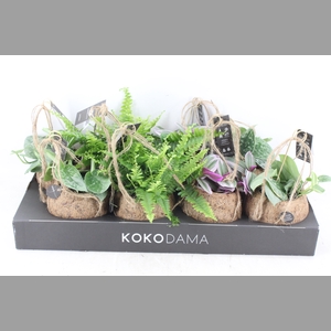 arr3 Kokoplant - Groen mix x8