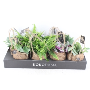 arr3 Kokoplant - Groen mix x8