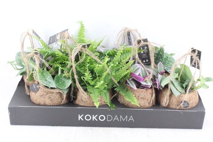 <h4>arr3 Kokoplant - Groen mix x8</h4>