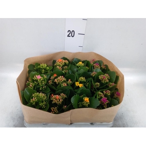 Kalanchoe blos.   ..
