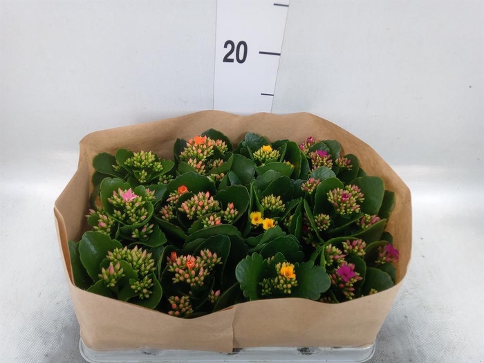 <h4>Kalanchoe blos.   ..</h4>