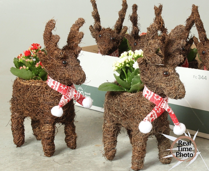 <h4>ARR KAMERPL</h4>