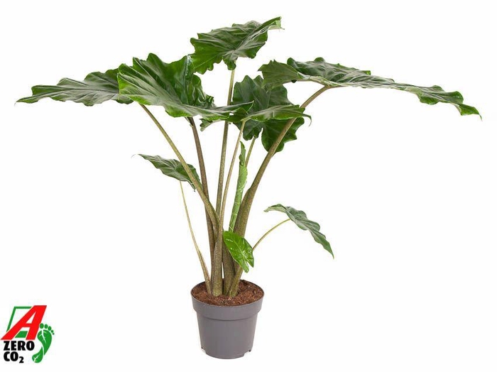 <h4>Alocasia Portodora (NO GAP)</h4>