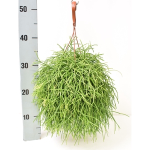 Rhipsalis baccifera 'Oasis'