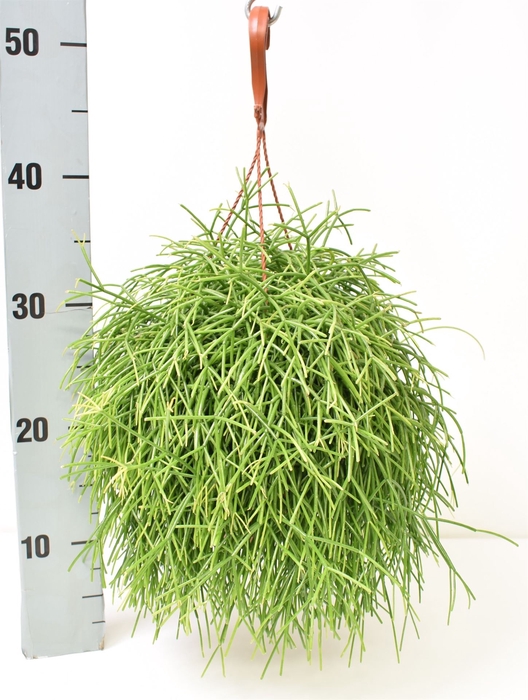 Rhipsalis baccifera 'Oasis'